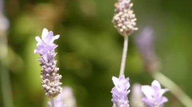 Lavandula dentata, Akdeniz, Atlantik adaları ve Arap yarımadasında bulunan bir çiçekli bitki türüdür..