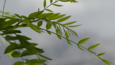 Transfer odak: Styphnolobium japonicum Schott, Japon pagoda ağacı (Çin bilim adamı ağacı, pagoda ağacı