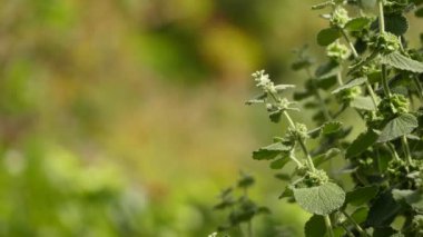 Marrubium vulgare (beyaz horehound veya ortak horehound) Avrupa, Kuzey Afrika ve güneybatı ve orta Asya'da yerli aile Lamiaceae bir çiçekli bitki.