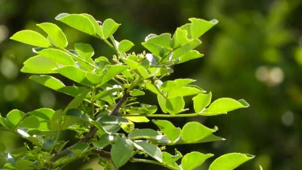 Zanthoxylum americanum (Xanthoxylum), vanlig taggig aska, vanlig taggig aska eller nordlig taggig aska (även kallad tandvärk träd, gult trä, eller suterberry). — Stockvideo