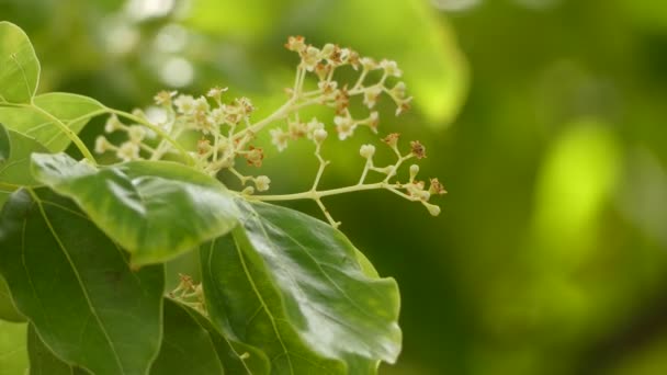Cinnamomum camphora (comúnmente conocido como árbol de alcanfor, alcornoque o laurel de alcanfor) ) — Vídeo de stock
