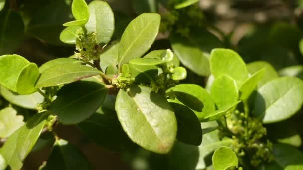 Yerba mate является одним из видов семейства холли (Aquifoliaceae), с ботаническим названием Ilex paraguariensis. Назван французским ботаником Огюстом Франсуа Сезаром Прувенкалем де Сен-Илер . — стоковое видео