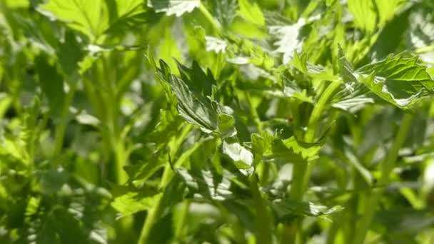 Lovage, Levisticum officinale, uzun boylu çok yıllık bir bitkidir, Apiaceae, alt familya Apioideae, kabile Apieae cinsinden Levisticum cinsinin tek türüdür.. — Stok video