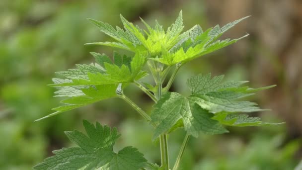 Leonurus kardiaca, známý jako mateřský svět, je dvouletá rostlina z mátové rodiny Lamiaceae. K dalším běžným názvům patří házeček, lvi a lvi. — Stock video