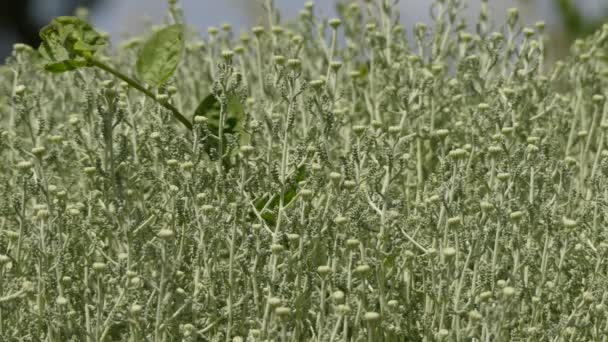 サントリーナ・チャマエシパリッサス・インカナ(綿ラベンダー、ラベンダー綿)は、西部と中央地中海に原産のアスタラ科の開花植物の一種です。. — ストック動画