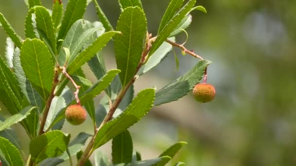 杨梅 unedo （草莓树） 是常绿灌木或小乔木在家庭杜鹃花，称为爱尔兰草莓树，或隐或甘蔗苹果，或有时基拉尼. — 图库视频影像