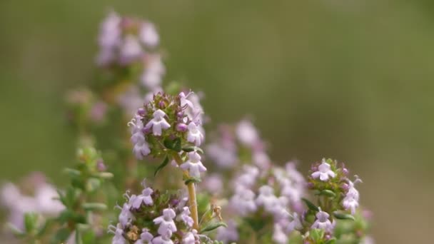 胸腺素（普通百里香，德国百里香，花园百里香或只是百里香）是薄荷家族的开花植物的物种拉米亚塞. — 图库视频影像