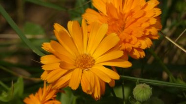 Calendula officinalis (pot kadife çiçeği, ruddles, ortak kadife çiçeği, bahçe kadife çiçeği, İngiliz kadife çiçeği veya İskoç kadife çiçeği) Asteraceae familyasından Calendula familyasından bir bitkidir..