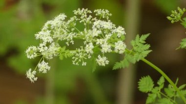 Konyum makülatum (baldıran veya zehir baldıran otu) Havuç ailesi Apiaceae, Avrupa ve Kuzey Afrika yerli son derece zehirli bienal bitki otsu çiçekli bitki.