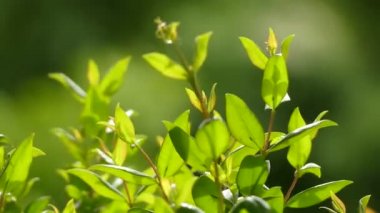 Myrtus communis, yaygın mersin, güney Avrupa, kuzey Afrika, batı Asya, Macaronesia ve Hint Yarımadası'na özgü dökmeyen bir çalı türüdür ve aynı zamanda ekili.