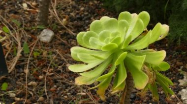 Aeonium arboreum, ağaç aeonium, ağaç olağanüstüsarı veya İrlandalı gül, Aeonium cinsinin sulu, subtropikal subshrub olduğunu. Kanarya Adaları yamaçlar yerli.