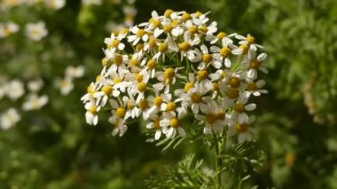 Aster ailesinde çiçekli bitkilerin Tanacetum Ferulaceum, Asteraceae.