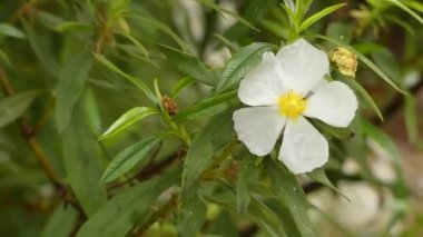 Cistus ladanifer, Cistaceae familyasından bir çiçekli bitki türüdür. Yaygın adları sakız rockrose, laudanum, labdanum, ortak sakız cistus ve kahverengi gözlü rockrose içerir.