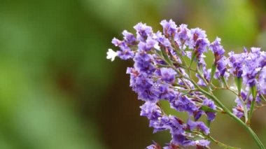Limonium sventenii, Limonium 120 çiçek türlerinin bir cinstir. Üyeler da deniz-lavanta, statice veya marsh-biberiye verilir.