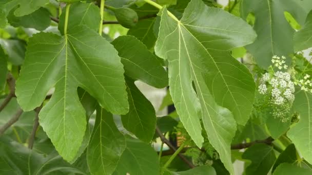 Ficus carica es una especie de planta fanerógama perteneciente a la familia de las moreras. Es la fuente de la fruta también llamada higo . — Vídeo de stock