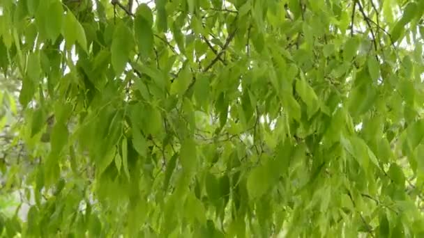 Celtis australis, allgemein bekannt als Europäische Brennnessel, mediterraner Zürgelbaum, Laubbaum oder Honigbeere, ist ein Laubbaum, der in Südeuropa, Nordafrika und Asien beheimatet ist.. — Stockvideo