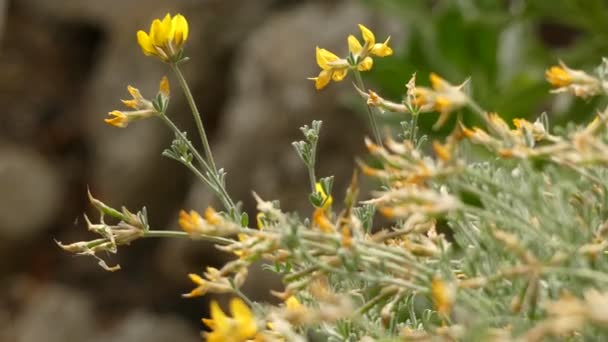 Lotus spartioides derivados de lota, es un género que incluye la mayoría de los tréboles de patas de pájaro (también conocidos como bacon-and-eggs, birds-foot) y venados. . — Vídeos de Stock