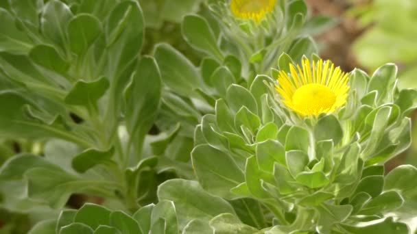 Asteriscus sericeus es una especie de margarita de la familia Asteriscus endémica de las Islas Canarias. . — Vídeo de stock