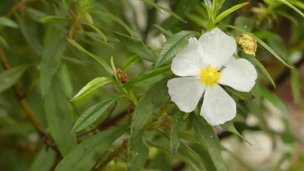 Cistus Auktor är en växtart i familjen cistaceae. Vanliga namn inkluderar Gum rockrose, laudanum, labdanum, common Gum Cistus och Brown-Eyed rockrose. — Stockvideo