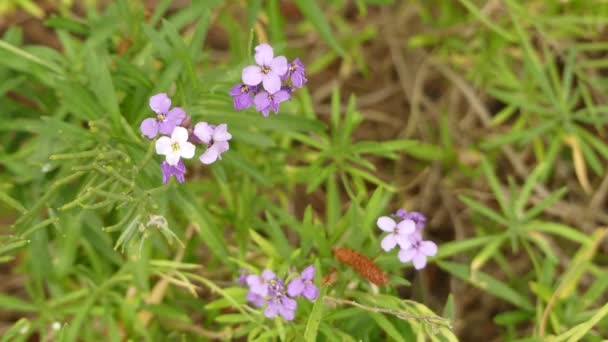 Erysimum bicolor (wallflower) est un genre de plantes de la famille des Brassicaceae. . — Video