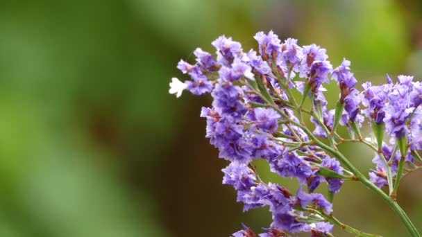 补血草 sventenii，补血草属 120 花卉种类。队员们也被称为海薰衣草，毋忘我或沼泽迷迭香. — 图库视频影像