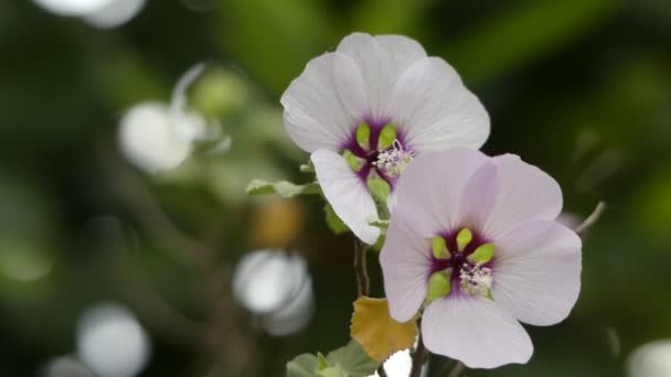 Lavatera maritima. Många Lavatera arter har nu överförts till släkt släkte Malva. Lavatera arter är kända som träd mallows, eller Rose mallows, Kungliga mallows eller årliga mallows. — Stockvideo