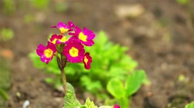 Primula çoğunlukla otsu bitkiler Primulaceae ailesindeki bir cinstir. Çuha çiçeği (P. vulgaris), P. auricula (auricula), P. veris (çiçeği) ve P. elatior (oxlip yaygın türü vardır).