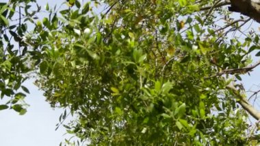 Yeşil zeytin ağacı veya sahte privet, olarak bilinen Phillyrea latifolia Zeytingiller aile ağacında familyasından bir.