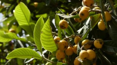 Loquat (Eriobotrya japonica), Rosaceae familyasından bir çiçekli bitki türü..