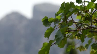 Acer opalus subsp. granatense, alt türü Acer opalus, Sapindaceae ailesine ait ağacıdır. Kuzey Afrika, Mallorca Adası ve İber Yarımadası'nın güneydoğu endemik bir tür olduğunu.