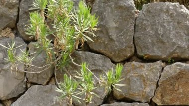 Dianthus rupicola çiçekli bitkiler Karanfilgiller, esas olarak Avrupa ve Asya, ailesindeki yaklaşık 300 türler ile bir kaç tür Güney Kuzey Afrika'ya uzanan bir cinsidir.