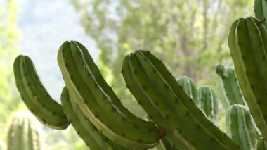 Myrtillocactus geometrizans (böğürtlen kaktüs, whortleberry kaktüs veya mavi mum) Myrtillocactus cinsinde bir kaktüs türüdür..