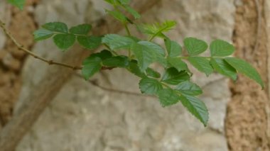 Tecoma capensis (yaygın adı Cape hanımeli) Afrika'ya özgü Bignoniaceae familyasından bir çiçekli bitki türüdür. Ortak adı rağmen, yakından gerçek hanımeli ile ilgili değildir.