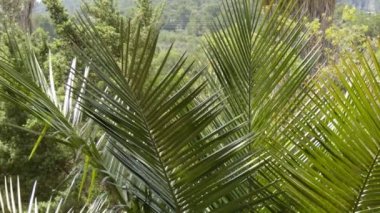 Jubaea, Jubaea chilensis veya Jubaea spectabilis, Şili şarap palmiyesi veya Şili kozamı olan bir palmiye cinsine (Arecaceae familyasından) familyasından bir kuş türü. Güney Amerika'nın güneybatısındadır..
