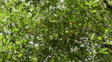 Quercus macrocarpa, bur meşe, bazen yazıldığından burr meşe, meşe beyaz meşe bölüm Quercus mezhep bir türdür. Bu bitki de mossycup meşe ve mossycup beyaz meşe denir.