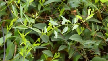 Hardenbergia violacea, Queensland'den Tazmanya'ya kadar Avustralya'ya özgü bir bezelye giller familyasından fabaceae familyasından bir çiçekli bitki türüdür. Başka bir yerde de asma leylak veya leylak asma denir.