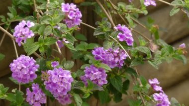 Lantana montevidensis lantana birçok yaygın adlar tarafından bilinen bir tür, gibi: lantana, ağlayan lantana, sürünen lantana, küçük lantana, mor lantana veya sondalı çalı.