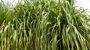 Beaucarnea longifolia (Nolina), meksika ve Orta Amerika'ya özgü bir çiçekli bitki cinsine ait bir bitki cinsine ait. Apg Iii sınıflandırma sisteminde, Asparagaceae familyasında yer alan Nolinoideae alt familyası.