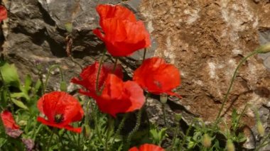 Gelincik (bitki) (ortak adları dahil ortak poppy, mısır haşhaş, Mısır gül, alan poppy, Flanders haşhaş, kırmızı kırmızı, haşhaş otu, çift) çiçekli bitkidir haşhaş aile, Gelincikgiller.