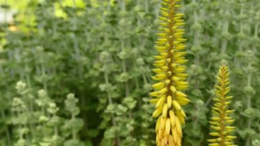Aloe vera, Aloe cinsinin sulu bir bitki türüdür. Dünyanın dört bir yanındaki tropikal iklimlerde yetişir ve tarım ve tıbbi kullanımlar için yetiştirilir..