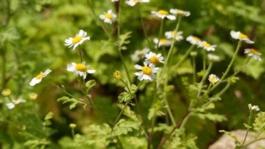 Tanacetum parthenium Aureun, feverfew, geleneksel bir şifalı bitkidir. Krizantem partenyum ve Pyrethrum parthenium. Ayrıca bazen bekar düğmeleri veya featherfew olarak adlandırılır.