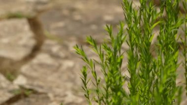 Keten (ayrıca keten veya keten tohumu olarak da bilinir), Linum usitatissimum, Linaceae familyasından Linum cinsine ait bir kuş türü. Soluk keten denilen vahşi linum bienne türünden sadece bir kez evcilleştirilmiş.