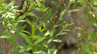 Gelsemium sempervirens, Gelsemiaceae familyasından bir asma sarmaşıktır. Bu sarı jessamine veya yasemin, Carolina yasemin veya jessamine, akşam trompetçiçeği, gelsemium ve woodbine dahil olmak üzere ortak isimleri vardır