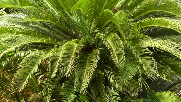 Cycas revoluta (sago palm, king sago, sago cycad, Japanese sago palm), is a species of gymnosperm in the family Cycadaceae, native to southern Japan including the Ryukyu Islands. — Stock Video