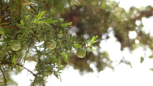 Juniperus oxycedrus (prickly juniper, cade juniper and cade (from French genevrier cade), sharp cedar) is species of juniper, native across Mediterranean region from Morocco and Portugal, France. — Stock Video