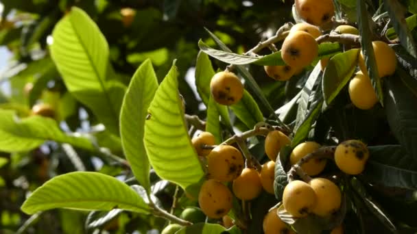 Loquat (Eriobotrya Japońska) jest gatunkiem roślin kwitnących w rodzinie Rosaceae, starożytny owoc uprawiany w Japonii w ciągu ostatnich 1 000 lat, który jest prawdopodobnie rodzimych do chłodnicy wzgórza regiony Chin. — Wideo stockowe