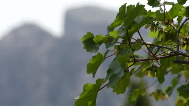 Acer opalus subsp. granatense, subspecies of Acer opalus, is tree belonging to family of Sapindaceae. It is an endemic species of North Africa, island of Mallorca and southeast of Iberian Peninsula. — Stock Video