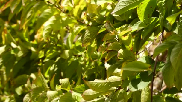 Combretum indicum, também conhecida como madressilva chinesa ou rastejante de Rangum, é uma videira com cachos de flores vermelhas e é encontrada na Ásia. Outros nomes para a planta incluem Quiscual, Niyog-niyogan ou Madhu Malti — Vídeo de Stock