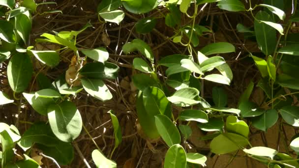 Stephanotis Floribunda, jasminoides (Madagaszkár jázmin-, Viaszvirág, Hawaii esküvői virág, menyasszonyi koszorú) egy faj a virágos növény a családban Apocynaceae, őshonos Madagaszkár. — Stock videók