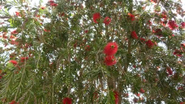 Melaleuca viminalis, allgemein bekannt als Weinende Flaschenbürste, oder Bachflaschenbürste oder Callistemon viminalis ist eine Pflanze aus der Familie der Myrtengewächse, Myrtaceae und endemisch in Australien. — Stockvideo